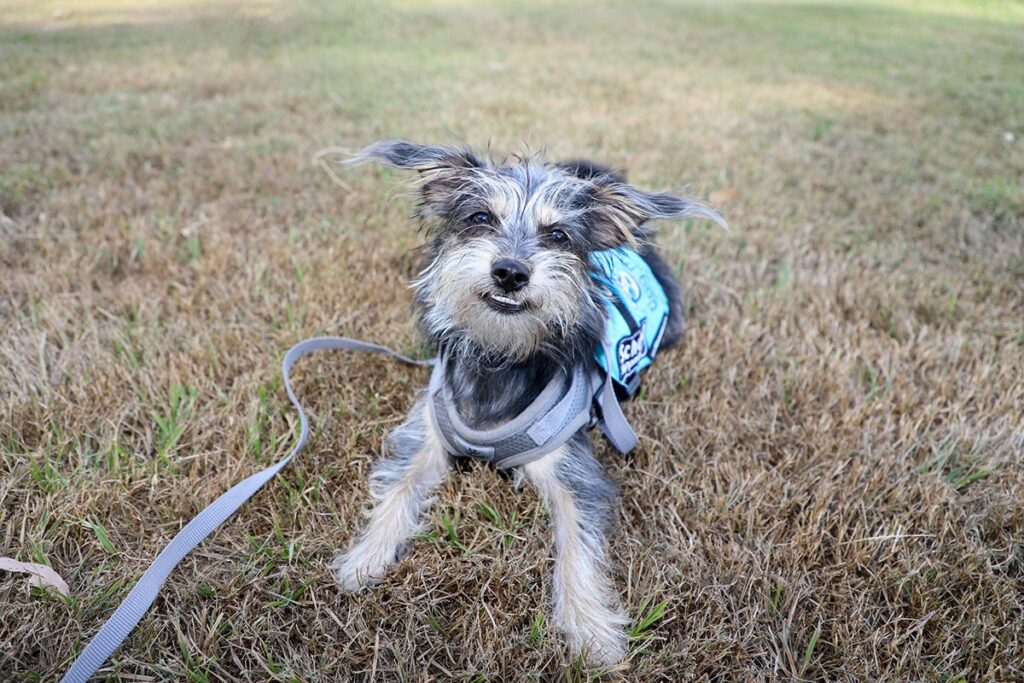 school support dog Kiwi Bundaberg State High School