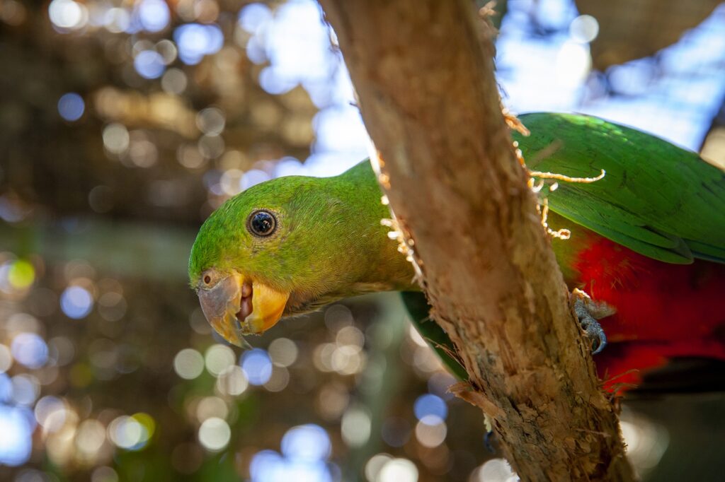 three king parrots