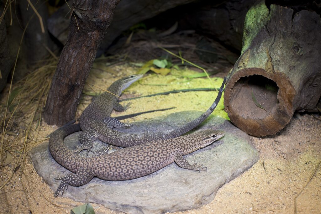 freckled monitors zoo