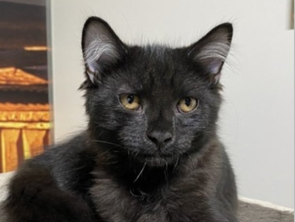 Marco Bundaberg RSPCA