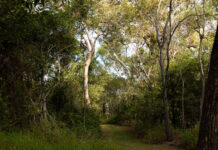 Explore our region: Riverview Environmental Reserve