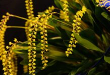 Celebrating mums and 50 years of beautiful blooms