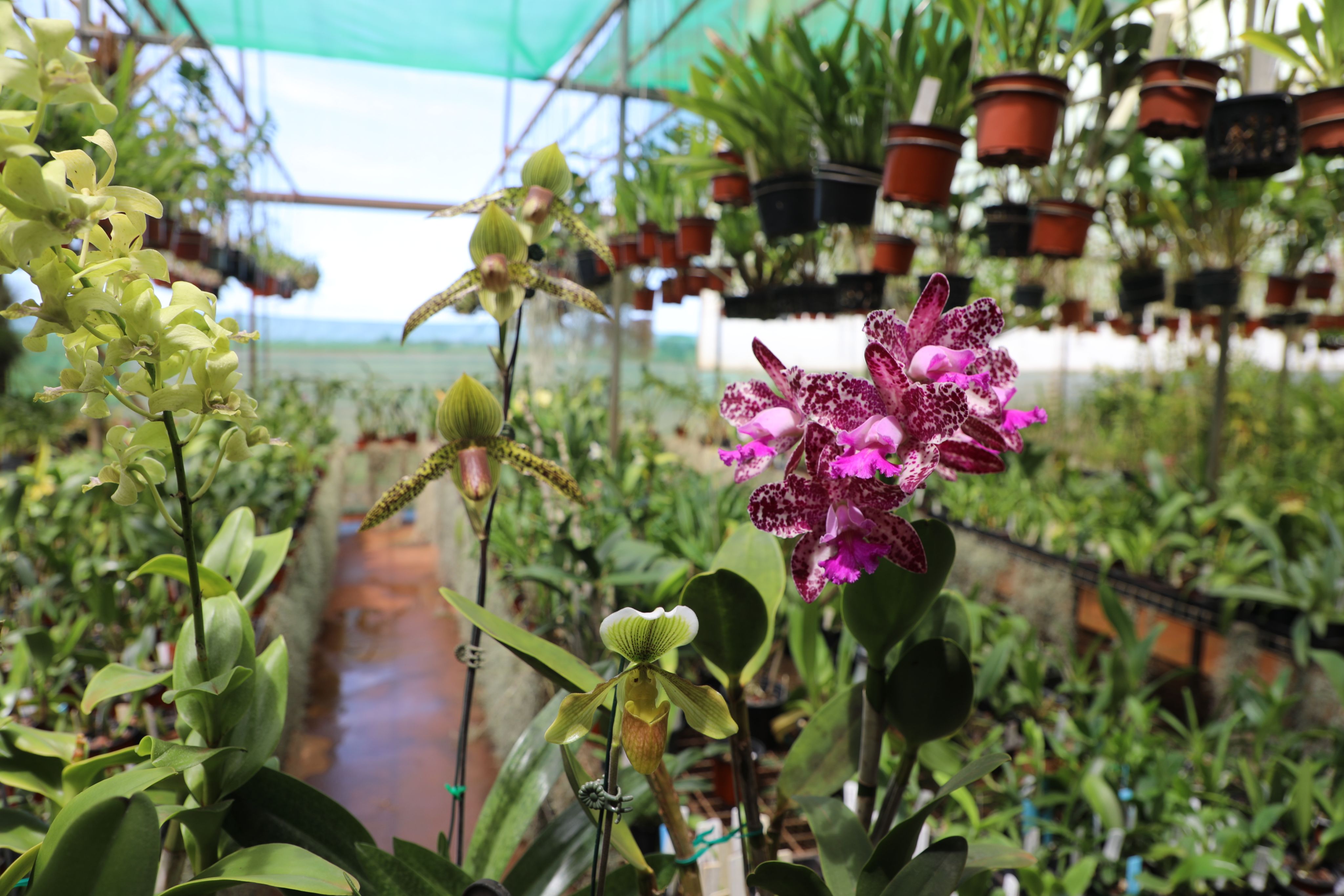 bundaberg-orchid-6-4096x2731.jpg