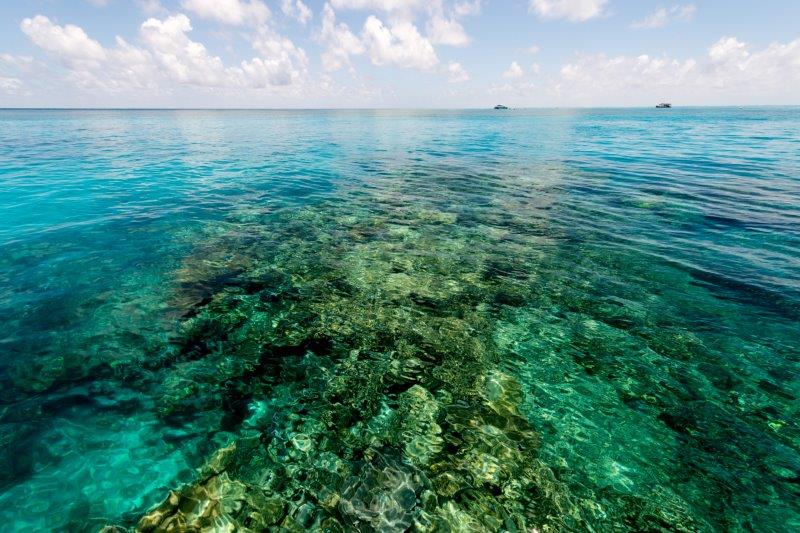 how to help protect the reef