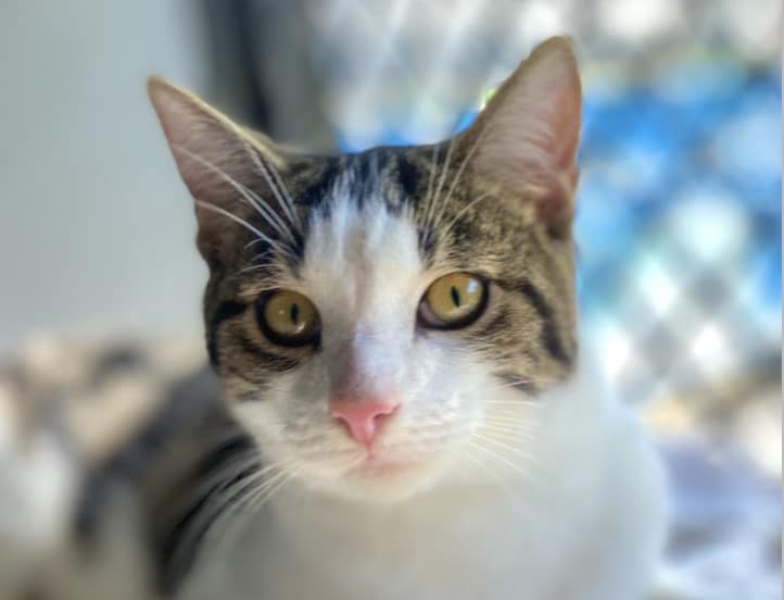 oliver Bundaberg RSPCA