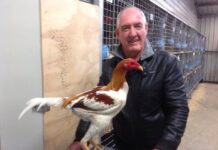 In Our Group with Bundaberg Poultry Fanciers Club