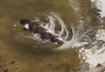 platypus project