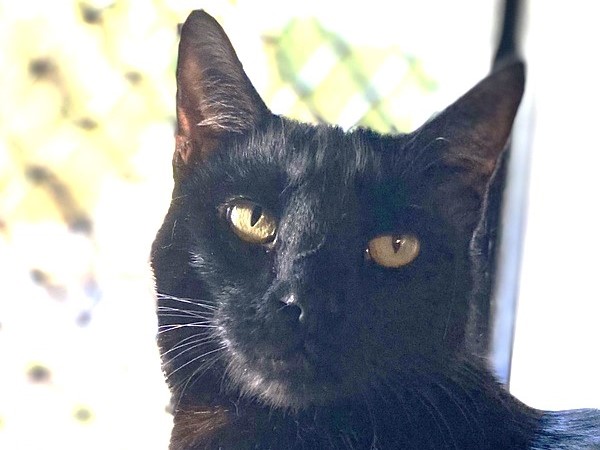 Travis RSPCA Bundaberg