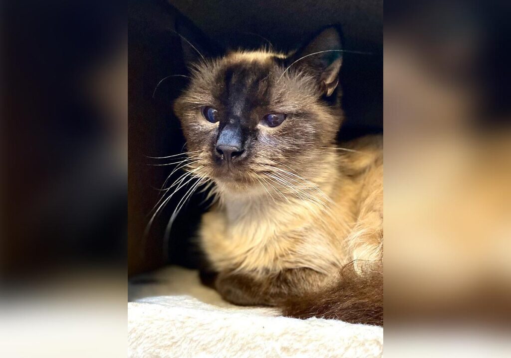 Coco new home RSPCA Bundaberg