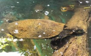 White Throated Snapping Turtle