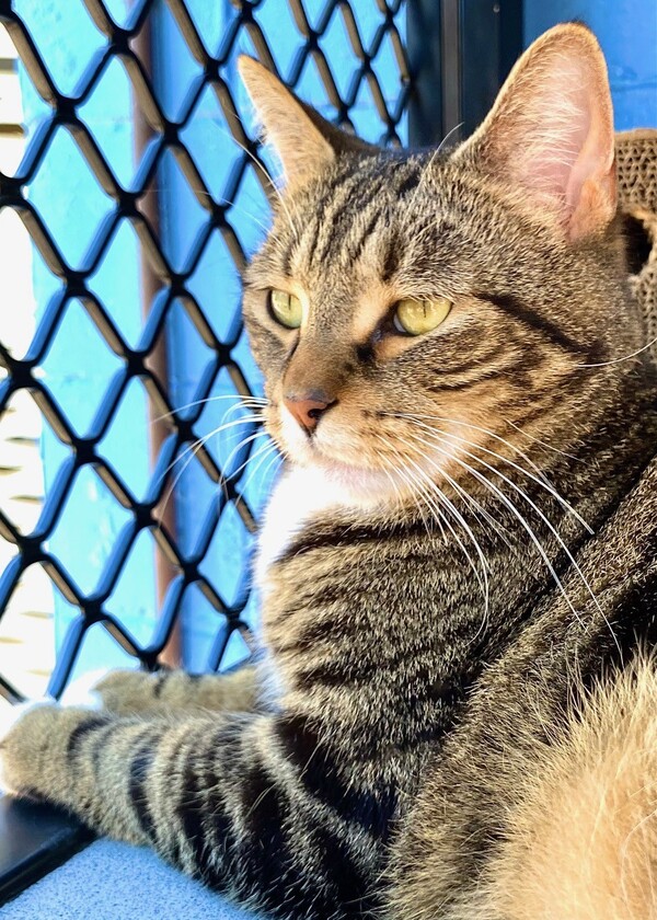 Tigger male cat
Tigger loving home