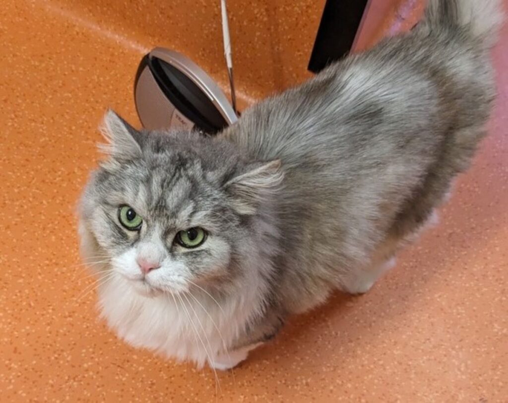 Casper home RSPCA
