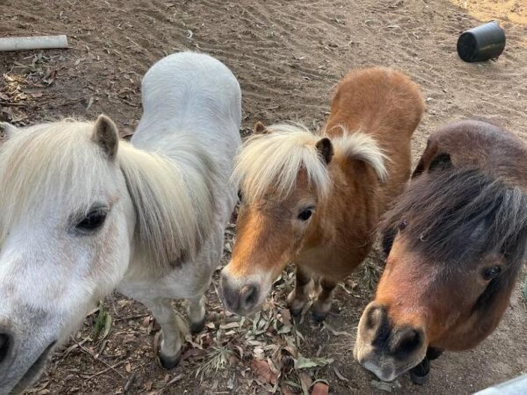 Billy Cosmo Todd RSPCA