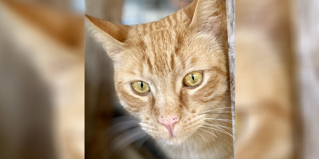 parker home RSPCA 