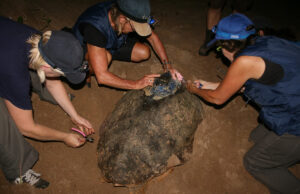 Turtle volunteers active on Moore Park Beach