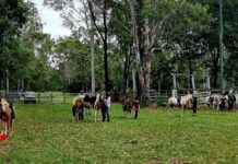 Isis District Horse and Pony Club