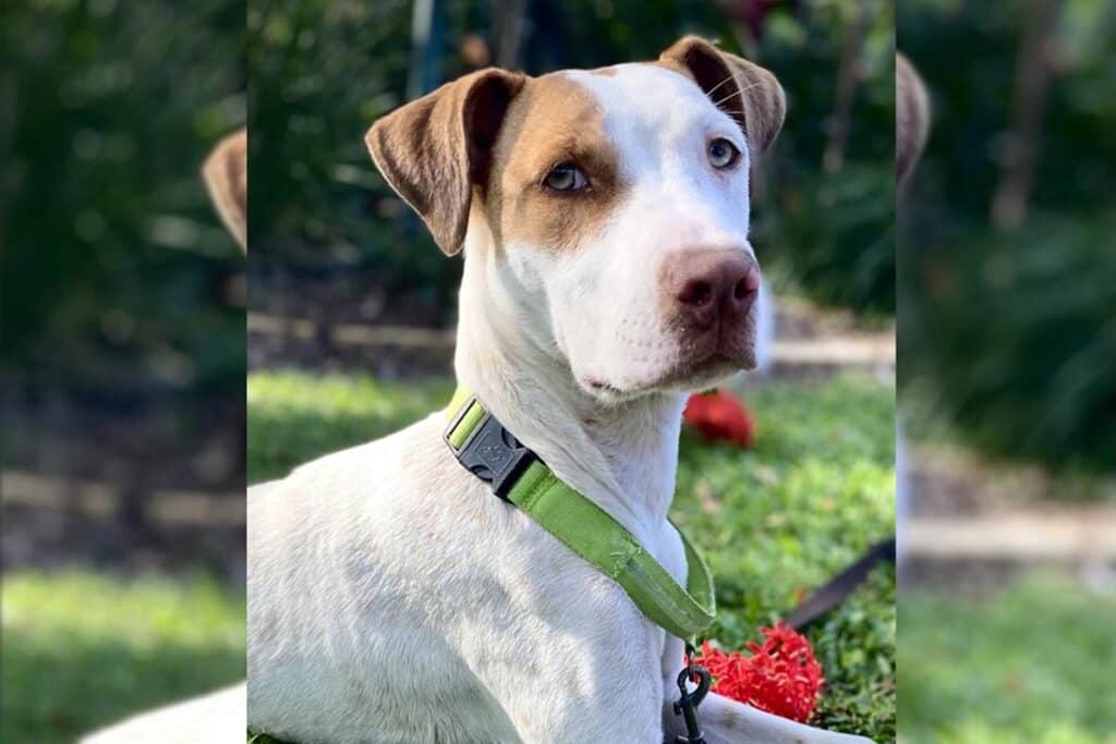 Gemma RSPCA Bundaberg