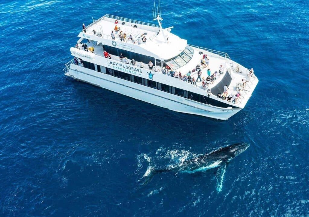 whales humpback highway