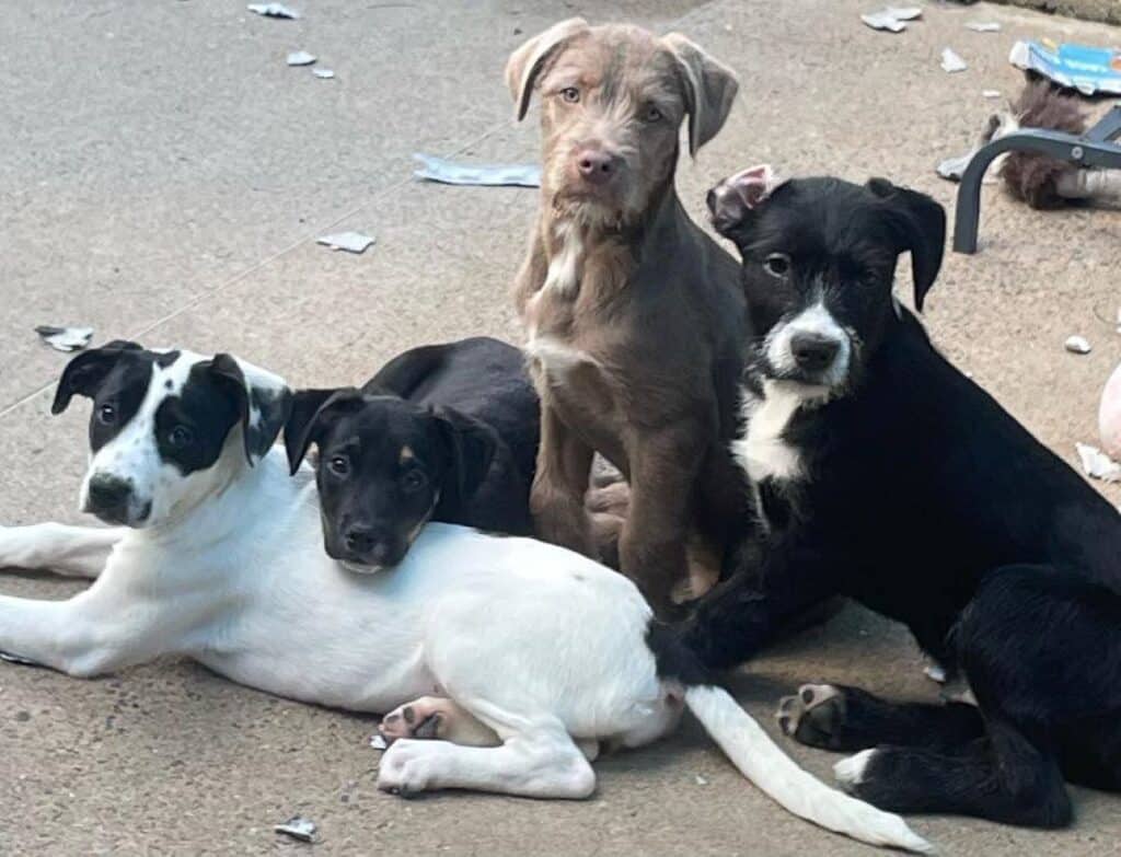 RSPCA Bundaberg puppies flint