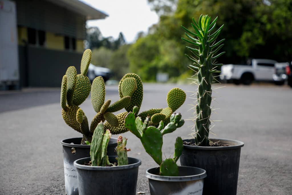 cacti control program