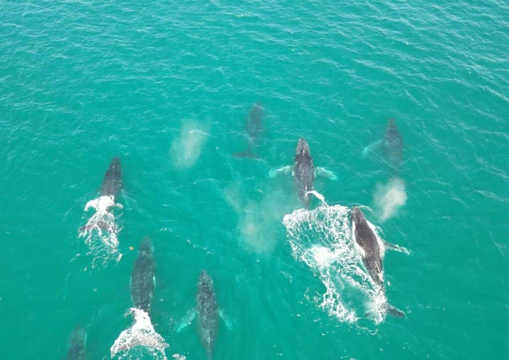 Whale season