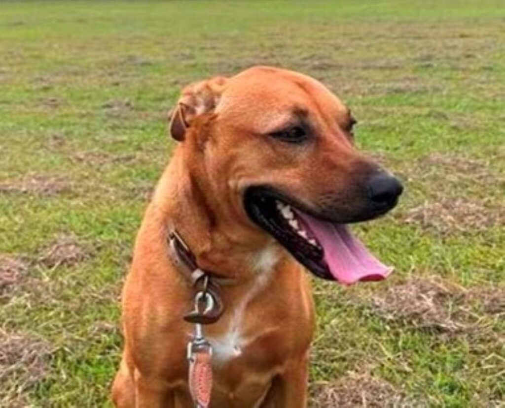 Ava Red Collar Rescue
