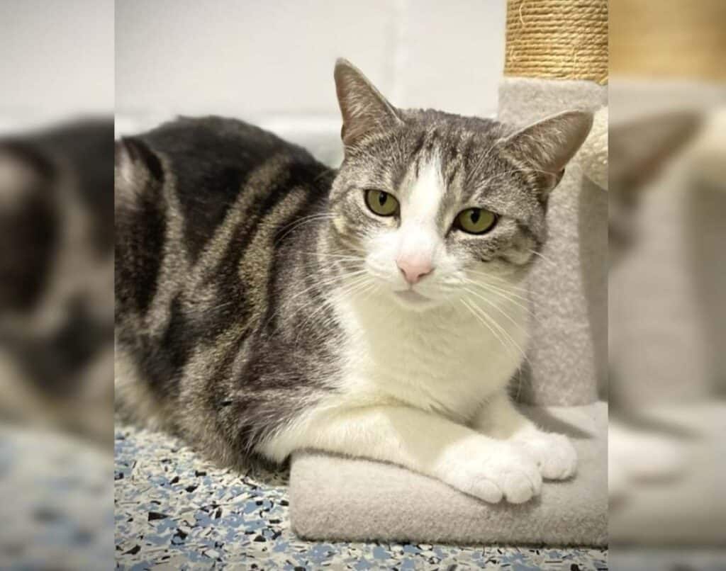 Fern RSPCA Bundaberg