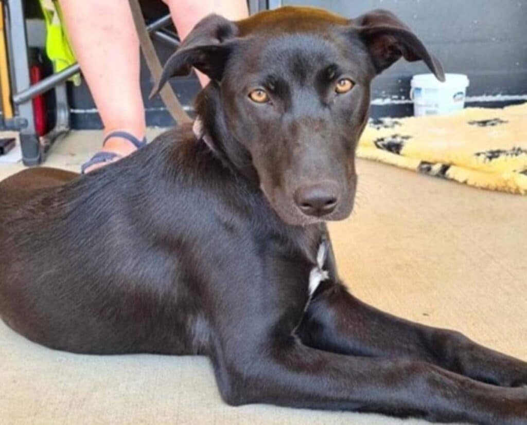 Sapphire Red Collar Rescue