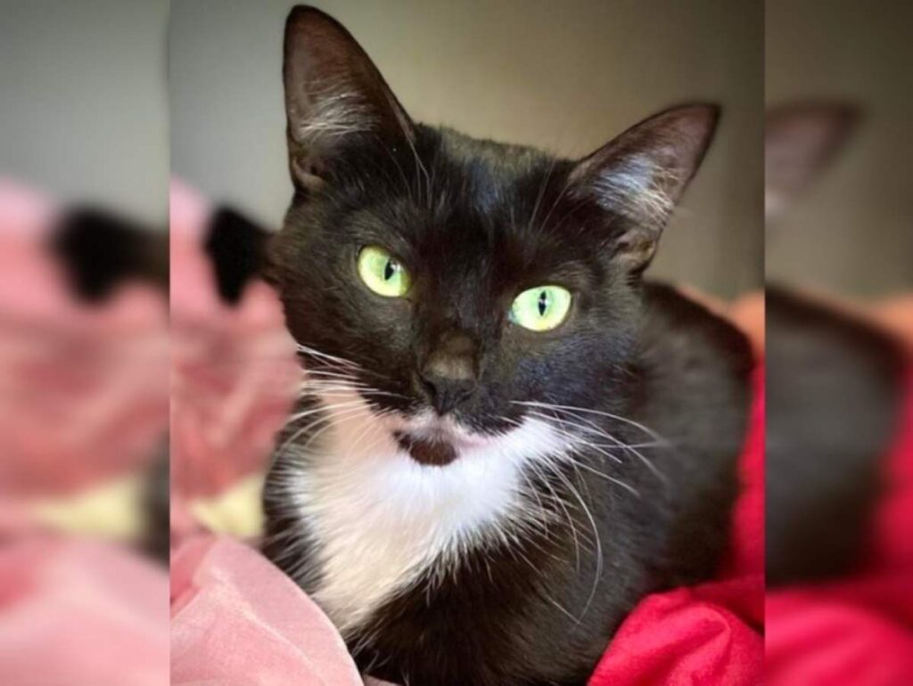 Berry RSPCA Bundaberg