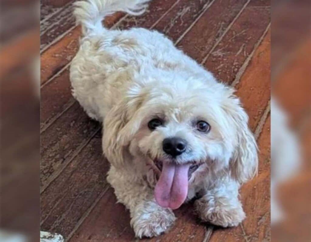 Chewy Red Collar Rescue