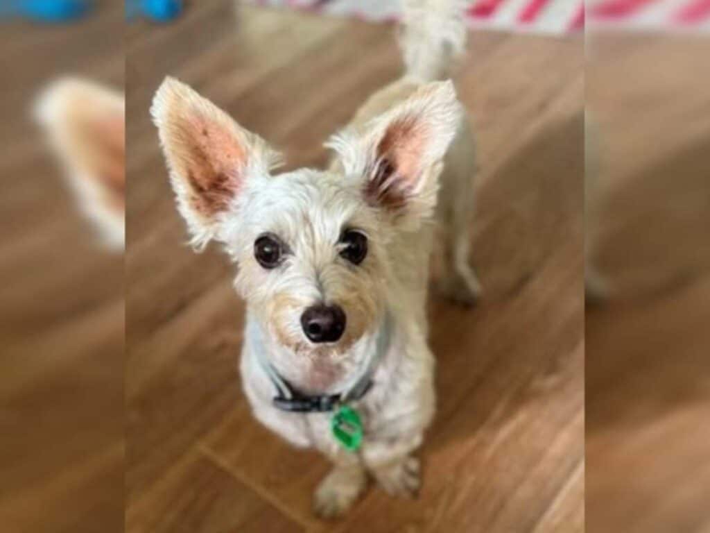 Harvey Red Collar Rescue