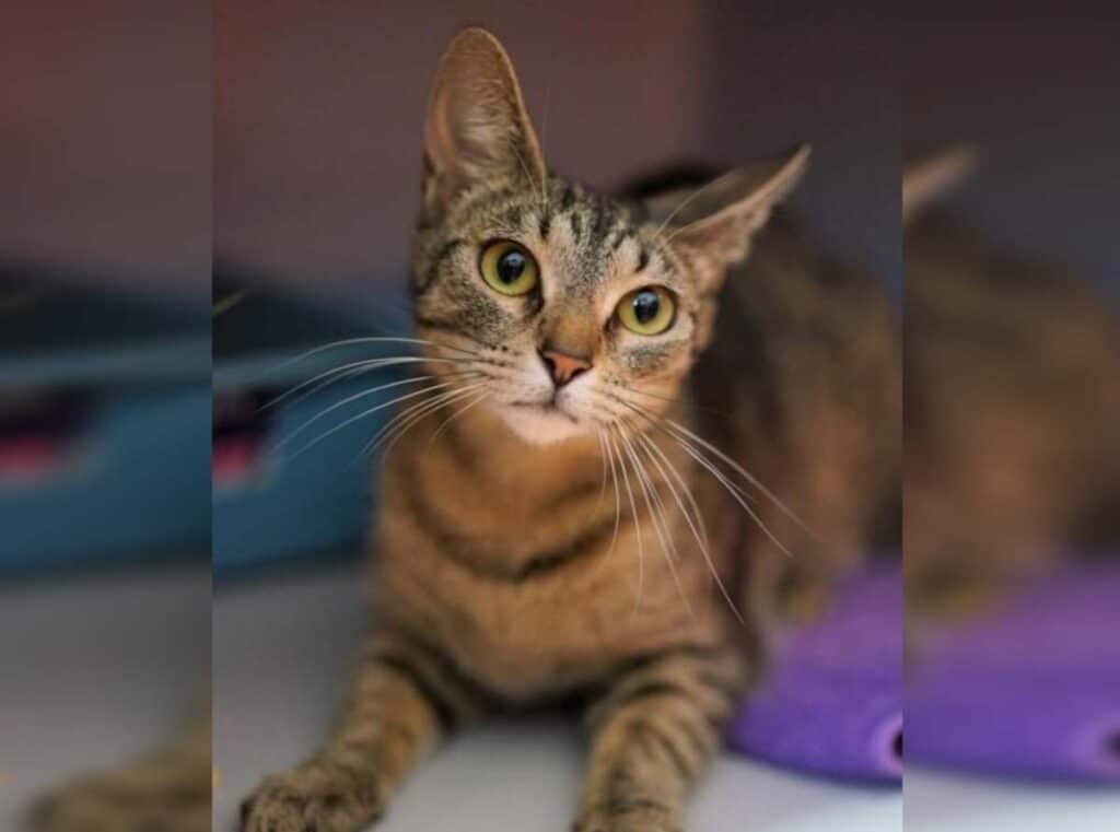 Miss Wobbles RSPCA