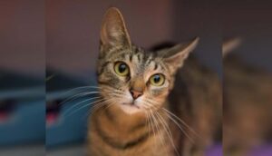 Miss Wobbles RSPCA