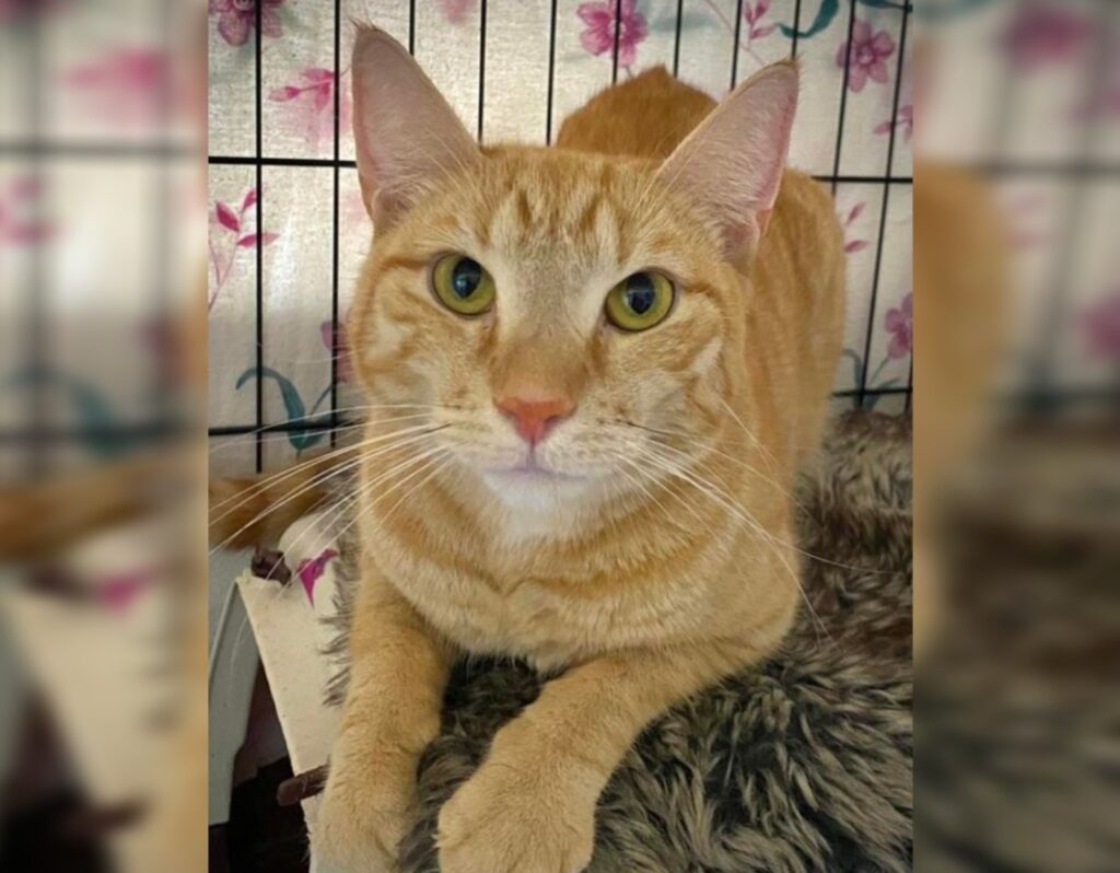 Sebastian RSPCA Bundaberg 