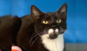 Delilah RSPCA Bundaberg