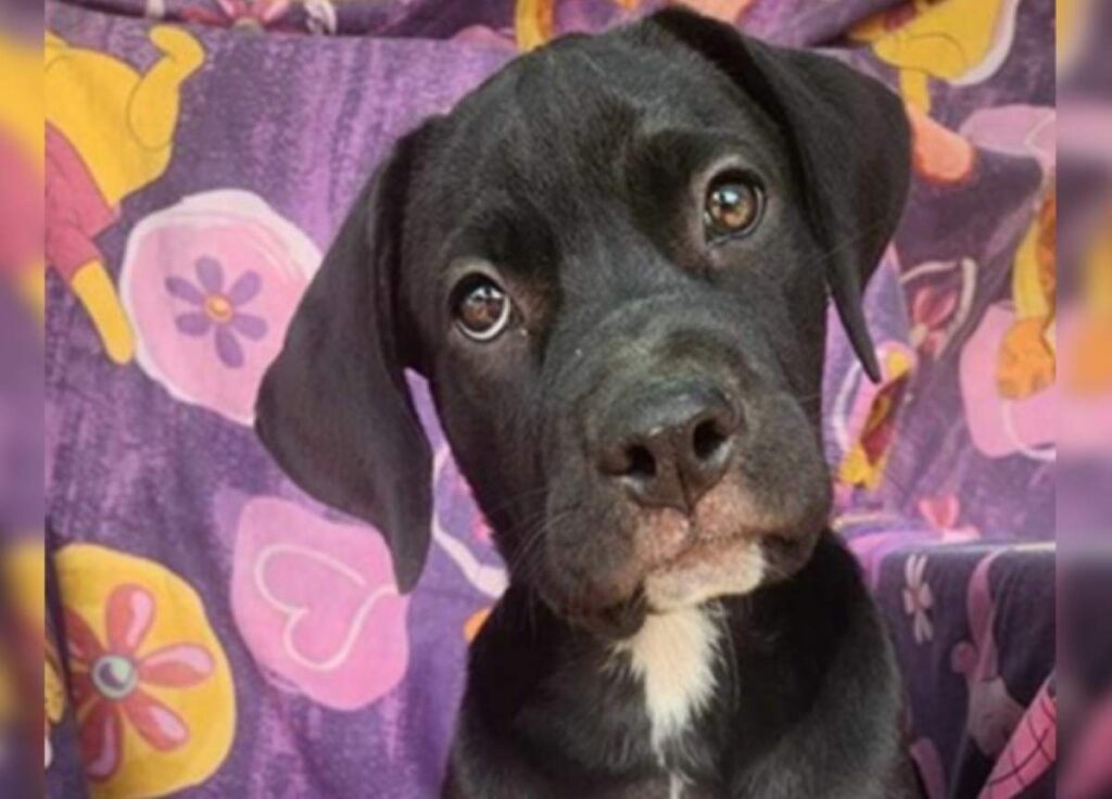 Jada Red Collar Rescue