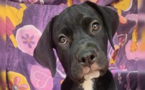 Jada Red Collar Rescue