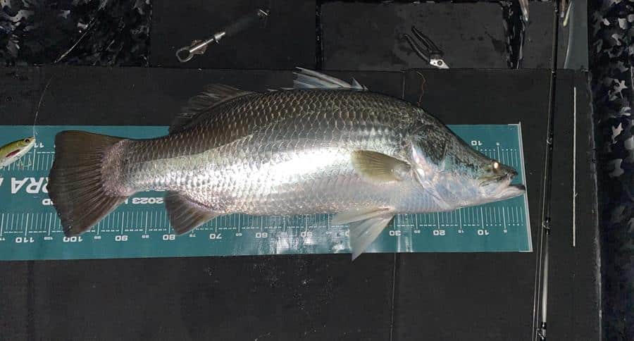 Fishing report: find out what's been happening in local waterways and reefs with the team at Tackle World Bundaberg 🎣