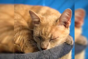 Mr Miyagi RSPCA Bundaberg