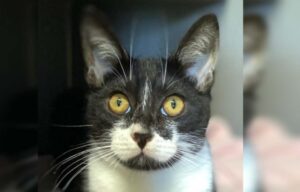 Aldric kitten RSPCA