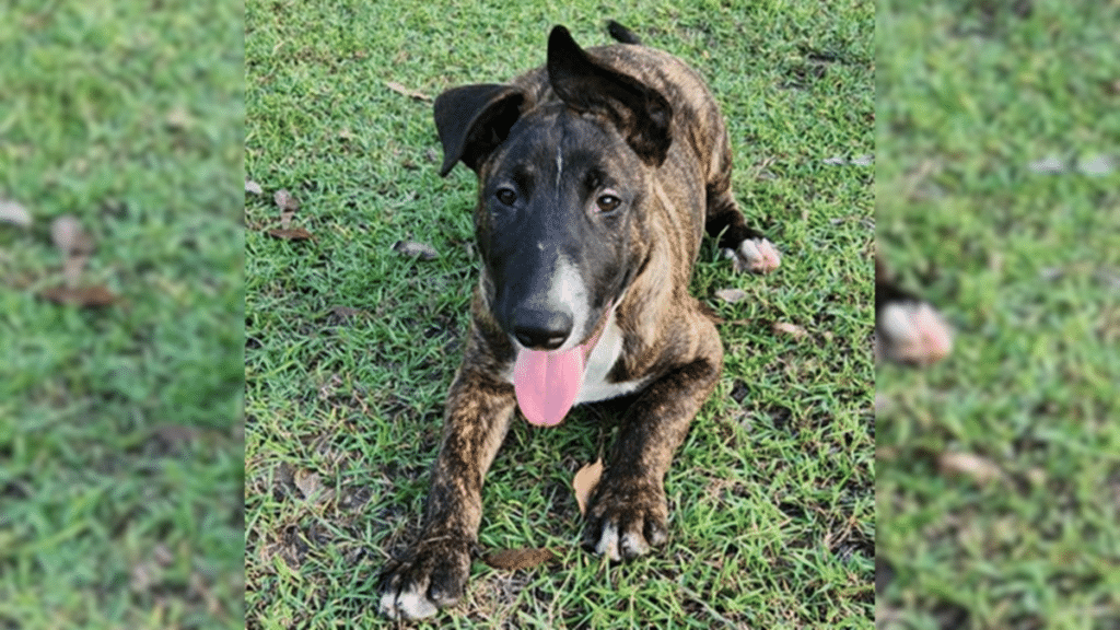Houston is a three month old Bull Terrier Cross