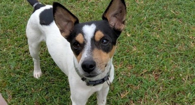 Chad mini fox terrier 