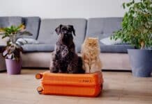 holiday pet care cat dog