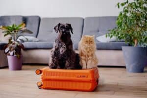 holiday pet care cat dog
