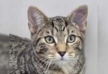 Cuddly Tom waiting at RSPCA Bundaberg Tom RSPCA Bundaberg