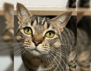 Gypsy is a four year old brown tabby cat available for adoption from RSPCA Bundaberg.