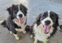 Border Collie siblings Ollie and Lilly