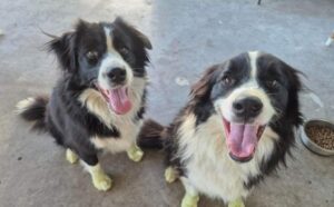 Border Collie siblings Ollie and Lilly