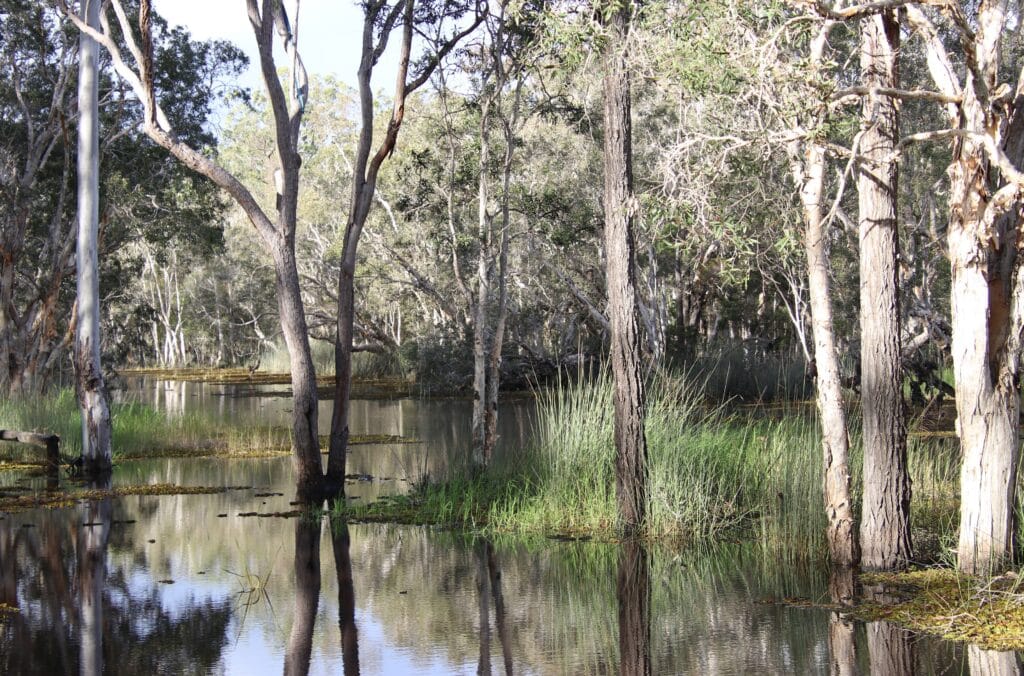 Bundaberg 4WD Club visit to Wongi State Forest and Forest Reserve 