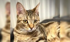 Star is a five-month-old tabby cat available for adoption from RSPCA Bundaberg.